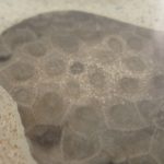 pet-gallery7